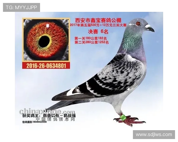 西安飞盘队荣登全国比赛经验排行榜第十名展现实力与潜力